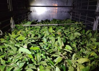 SEBAHAGIAN pokok seludup yang dirampas oleh PGA menerusi Op Taring Wawasan Kelantan di Rantau Panjang, Kelantan kelmarin.-IHSAN PGA.