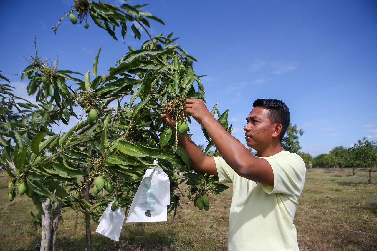 Harumanis Kedah belum setanding Perlis