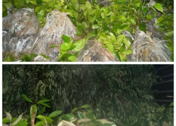 SEBAHAGIAN anak pokok yang dirampas oleh Batalion 8 PGA selepas menahan dua buah lori dalam serbuan berasingan di Rantau Panjang, Kelantan kelmarin-IHSAN PGA.