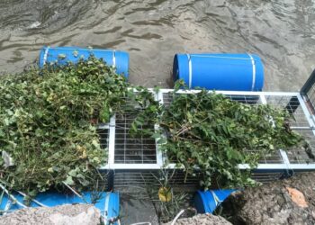 PERANGKAP ayam hidup digunakan Jabatan Perhilitan untuk memerangkap buaya di Sungai Klang, di ibu negara.