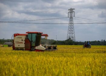 PENGUMUMAN harga lantai belian padi baharu diharapkan membawa khabar gembira kepada golongan pesawah khususnya di Kedah. – UTUSAN/ SHAHIR NOORDIN