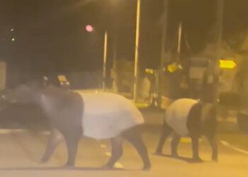 TANGKAP layar kemunculan dua ekor tapir yang berkeliaran di sebuah taman perumahan di daerah ini, semalam.