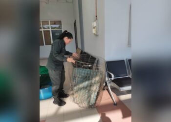 PEGAWAI Perhilitan memeriksa sangkar burung dan landak raya di Mahkamah Sesyen, Seremban, Negeri Sembilan. - UTUSAN/NOR SHAFAWATI YUP