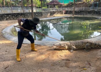 Saifullah Muhammad Sarath menunjukkan 
salah satu kaedah untuk menjinakkan buaya.