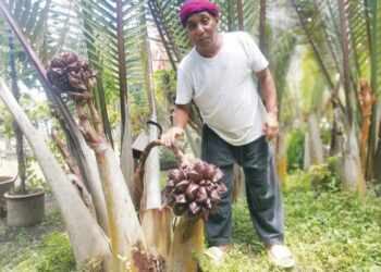 AZMI Darus melakukan proses menghasilkan air nira di kebun nipah yang diusahakannya di Kampung Simpang Ranggam di Pasir Salak. 
– MINGGUAN/AIN SAFRE BIDIN