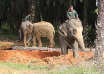 OPERASI pemindahan gajah di ladang Felda Jengka 1 di Maran, Pahang untuk dihantar ke Tasik Kenyir, Terengganu. - MINGGUAN/SALEHUDIN MAT RASAD