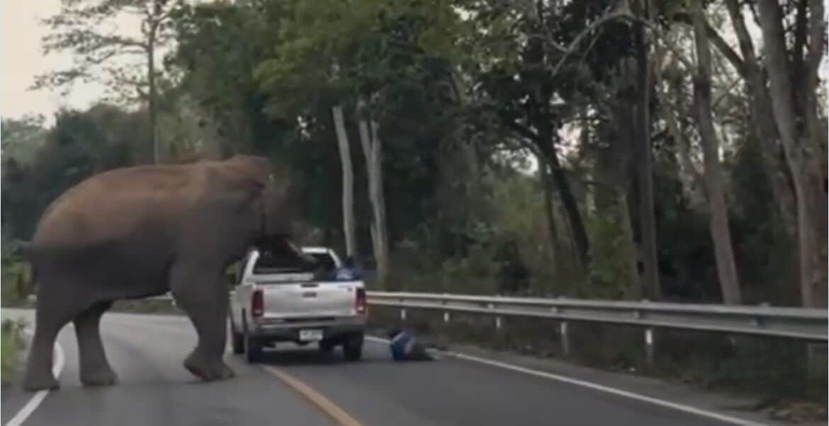 Gajah liar campak penumpang dari belakang trak pikap