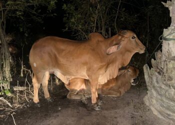 SEBAHAGIAN lembu seludup yang dirampas oleh PGA dalam serbuan di  pangkalan haram Pos Rela, Pasir Mas, Kelantan.IHSAN PGA