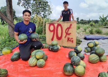 DUA pekerja menunjukkan buah tembikai yang dijual pada harga 90 sen satu kilogram di Kampung Anak Ikan, Besut, Terengganu. -UTUSAN/WAN ZURATIKAH IFFAH WAN ZULKIFLI.
