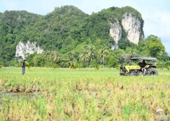 PERLIS juga dapat menyumbang lebih 15 peratus kepada pengeluaran beras negara berbanding ketika ini hanya sekitar 11 peratus.