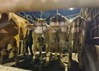 LEMBU-lembu seludup dari Thailand yang dirampas dalam serbuan di jalan besar Kampung Banggol Beta, Tumpat, Kelantan awal pagi tadi-IHSAN PGA.