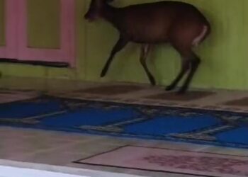 TANGKAP layar video seekor kijang tersesat di Surau Kampung Pela, Ajil , Hulu Terengganu.