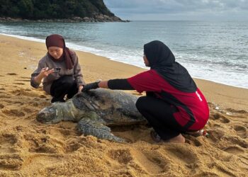 SUKARELAWAN Persatuan Pemuliharaan dan Kajian Marin Malaysia (Pulihara) memeriksa keadaan bangkai penyu agar jantan yang ditemukan di Pantai Chakar Hutan, Kerteh, Kemaman, Terengganu.