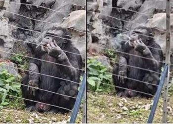 VIDEO menunjukkan seekor cimpanzi di Zoo Nanning, Guangxi, memegang rokok ke mulutnya menjadi tular sejak 11 Mac lalu.- AGENSI