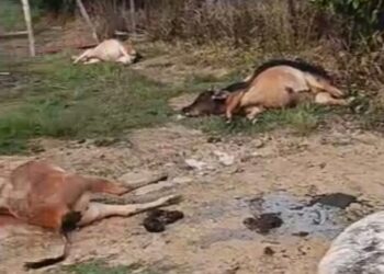 TANGKAP layar video tular sekumpulan lembu ditemui mati bergelimpangan dipercayai diracun dalam kejadian di Kampung Air Lanjut, Kelemak, Melaka.