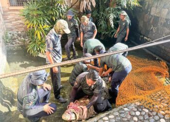 Buaya tembaga 300kg dipindahkan selepas 46 tahun dipelihara di rumah.