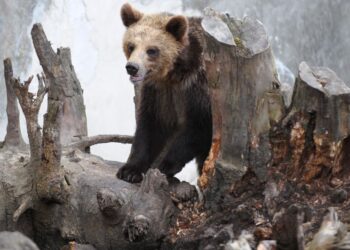 POPULASI beruang coklat di Slovakia dianggarkan melebihi 1,000 ekor.- GAMBAR HIASAN