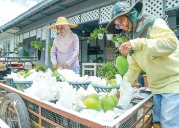 NAZLIYAH Idris sibuk sejak awal Aidilfitri melakukan kerja-kerja  mengutip, membersih serta membungkus sebelum proses penghantaran harumanis yang melebihi dua tan metrik bersempena musim buah ikonik Perlis itu di Kampung Jejawi Dalam, Arau, Perlis semalam. – UTUSAN/IZLIZAN OTHMAN