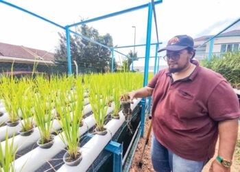 IBRAHIM Inon mengusahakan tanaman padi di laman rumahnya di Taman Bukit Cendana, Pasir Panjang, Port Dickson, Negeri Sembilan. 
– MINGGUAN/NOR SHAFAWATI YUP