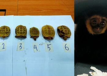 Ungka Tangan Hitam dan kura-kura Red-Eared Slider yang disimpan dalam bagasi yang cuba diseludup keluar di Lapangan Terbang Antarabangsa Kuala Lumpur.