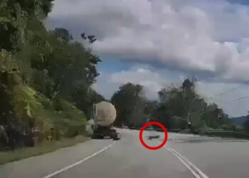 RAKAMAN video yang tular memaparkan seekor harimau kumbang melarikan diri selepas menyerang seorang pemandu dalam kejadian yang dipercayai berlaku di Bukit Tangga dekat Seremban, minggu lalu.