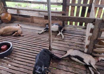 SEBAHAGIAN ternakan kambing milik Abdul Rahman yang mati dipercayai dibaham harimau kumbang dalam kejadian di Jalan Jelatok, Mendom, Lenggeng, Seremban pagi tadi.