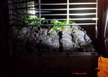 SEBAHAGIAN anak pokok merbau yang diseludup dari Thailand fan dirampas oleh Batalion 7 Pasukan Gerakan Am (PGA) di Tok Deh, Rantau Panjang, Kelantan-IHSAN PGA.