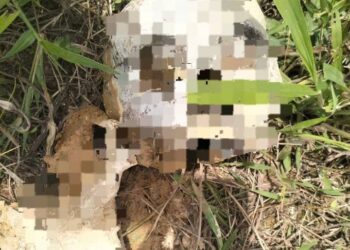 TENGKORAK manusia yang dijumpai dekat kawasan sawah padi di Bukit Abal, Pasir Puteh, Kelantan-IHSAN PDRM.