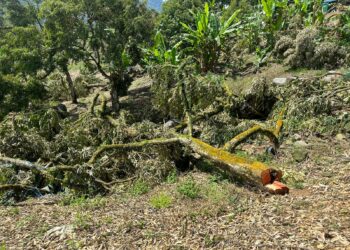ANTARA pokok durian yang ditebang di kawasan kebun durian tanpa geran di Sungai Klau di Raub, Pahang.