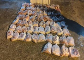 DAGING babi seludup yang dirampas PGA di pangkalan haram Tebu, Lubok Gong, Rantau Panjang, Kelantan-IHSAN PGA.