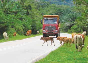LEMBU yang melintas jalan menyebabkan pengguna memberhentikan kenderaan di Jalan Gua Musang-Jeli dekat Rancangan Kemajuan Tanah (RKT) Kesedar Meranto, Gua Musang, Kelantan. – MINGGUAN/AIMUNI TUAN LAH