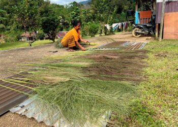 ENDUDUK Orang Asli menjemur pokok riong sebelum menghasilkan penyapu di Pos Hau, Gua Musang, Kelantan. – UTUSAN/AIMUNI TUAN LAH