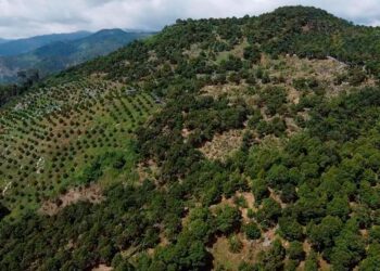KAWASAN yang diceroboh dan dijadikan kebun durian tanpa geran di Sungai Klau di Raub, Pahang.