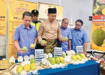 MOHD. Anzara Azizan (tiga dari kanan) melihat buah harumanis gred premium selepas taklimat pengenalan dan pemasaran mangga harumanis Perlis di Dewan Melati, pejabat FAMA negeri, di Kangar, Perlis semalam. - UTUSAN/ASYRAF MUHAMMAD