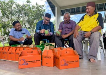 RAZALI Saad (dua dari kiri) melihat buah mempelam harumanis yang ditanam di Ladang Harumanis Cikgu
Non, Mata Ayer, Perlis. – UTUSAN/ASYRAF MUHAMMAD