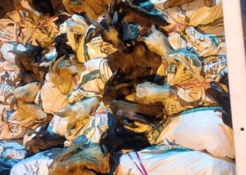 KAMBING seludup yang dirampas Batalion 8 PGA dalam serbuan berasingan di Rantau Panjang dan Tanah Merah, Kelantan.-IHSAN PGA.