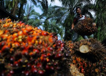 SEGELINTIR peneroka yang menggunakan orang tengah atau peraih untuk menjual hasil kelapa sawit menyebabkan wujud pelbagai isu ketirisan dan kerugian tanpa sedar.