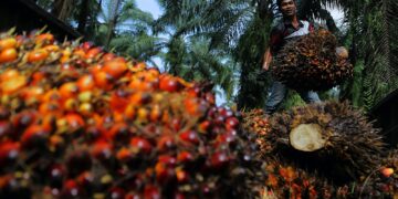 BERDASARKAN data Lembaga Minyak Sawit Malaysia (MPOB), pada tahun 2020, keluasan ladang kelapa sawit milik pekebun kecil adalah sebanyak 955,811 hektar. - GAMBAR HIASAN
