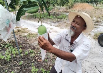 ZUHARI Mat menunjukkan buah Mangga King di kebunnya di Kampung Bari Besar, Setiu, Terengganu. - UTUSAN/WAN ZURATIKAH IFFAH WAN ZULKIFLI