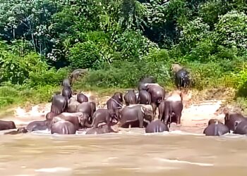 KAWANAN gajah merapati tebing selepas menyeberang Sungai Tembeling berdekatan Kampung Kuala Sat, Ulu Tembeling di Jerantut, Pahang.