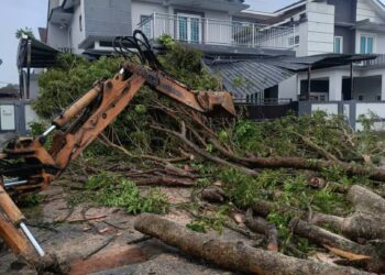 KERJA membersihkan pokok tumbang akibat ribut di Daerah Larut Matang dan Selama petang tadi. - UTUSAN/IHSAN APM