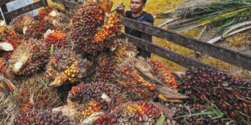 PENGECUALIAN tarif terhadap minyak sawit menjadi pemangkin pertumbuhan eksport negara serta memperkukuh hubungan perdagangan dua hala antara Malaysia dan Amerika Syarikat (AS). - GAMBAR HIASAN