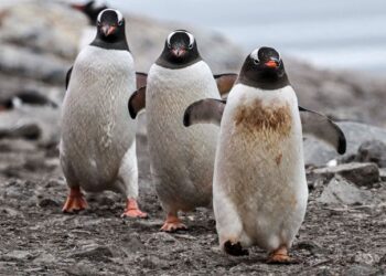NAJIS penguin kaya dengan ammonia yang apabila dibebaskan ke udara, mampu membentuk awan yang memantulkan cahaya matahari. - AFP