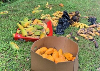 BUAH-buahan yang diletakkan di tepi Jalan Raya Timur-Barat (JRTB) Gerik-Jeli oleh pengguna laluan itu dipercayai untuk dimakan haiwan liar. - UTUSAN.