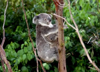 SEEKOR koala bersama anaknya memanjat pokok di kawasan semak berhampiran pusat bandar Brisbane, Australia.-AFP
