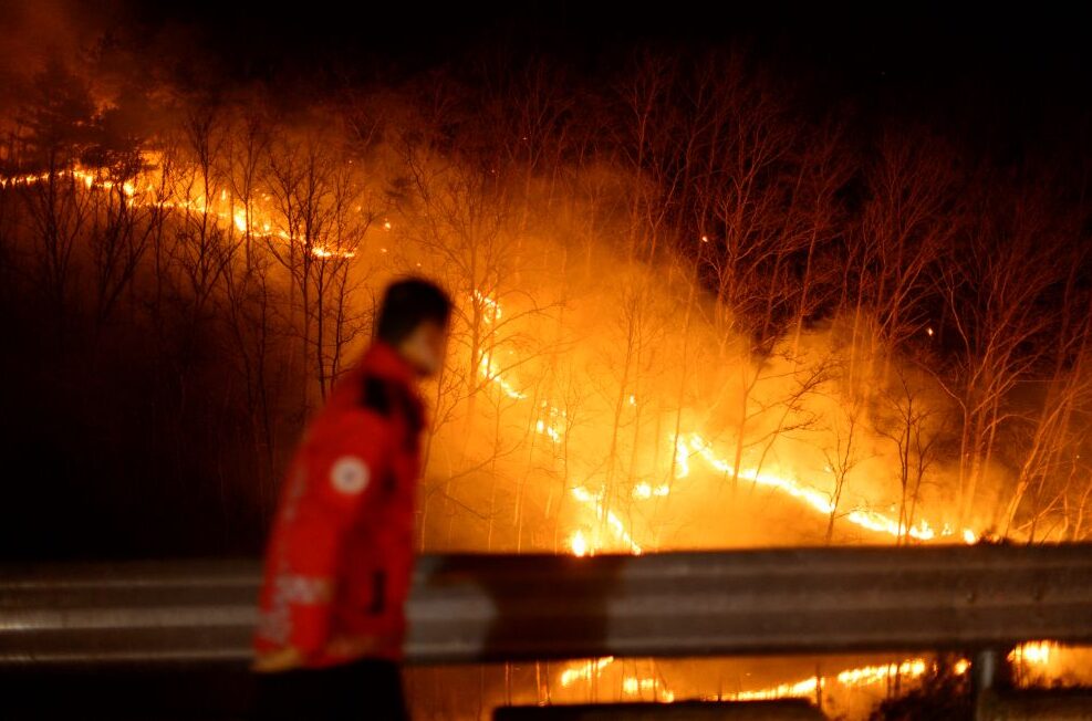 Pemulihan hutan global semakin merosot