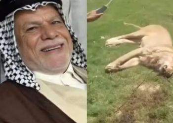 AQIL Fakhr al-Din maut selepas dibaham singa peliharaan yang baru dibelinya dalam kejadian di Najaf, Iraq. – AGENSI