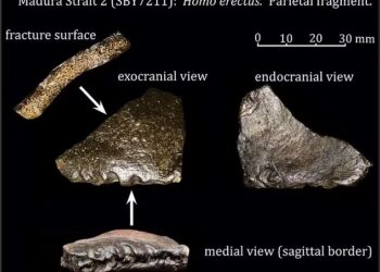 FOSIL dan tengkorak yang ditemukan  di bawah lapisan lumpur dan pasir di Selat Madura disahkan sebagai milik Homo erectus, sekali gus mengubah pemahaman kehidupan awal manusia di Asia Tenggara.-AGENSI
