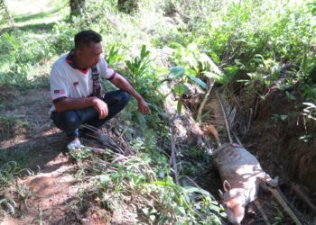 ROSLI Shafii menunjukkan bangkai lembu miliknya yang mati dipercayai dibaham harimau belang dalam ladang kelapa sawit di Kampung Meranto, Gua Musang, Kelantan. - UTUSAN/AIMUNI TUAN LAH.