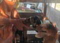 ABU SHAH Hashim menunjukkan anak kambing baka black belly miliknya yang dilahirkan berkepala dua di Bukit Kechil, Pernu, Melaka. - UTUSAN/AMRAN ALI